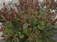 Rumex bucephalophorus 3, Saxifraga-Willem van Kruijsbergen