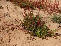 Rumex bucephalophorus 5, Saxifraga-Peter Meininger