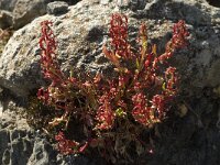 Rumex bucephalophorus 7, Saxifraga-Willem van Kruijsbergen