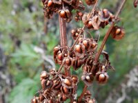 Rumex conglomeratus 2, Kluwenzuring, Saxifraga-Rutger Barendse