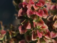 Rumex pseudonatronatus 2, Saxifraga-Rutger Barendse