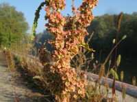 Rumex pseudonatronatus 3, Saxifraga-Rutger Barendse