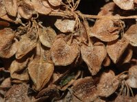 Rumex pseudonatronatus 4, Saxifraga-Rutger Barendse