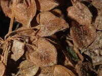 Rumex pseudonatronatus 5, Saxifraga-Rutger Barendse