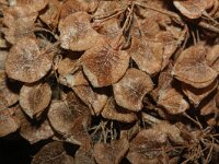 Rumex pseudonatronatus 6, Saxifraga-Rutger Barendse