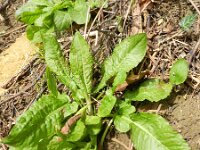 Rumex pulcher 2, Fraaie zuring, Saxifraga-Rutger Barendse