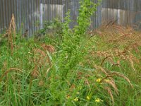 Rumex stenophyllus 3, Saxifraga-Rutger Barendse