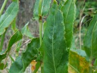 Rumex thyrsiflorus 18, Geoorde zuring, Saxifraga-Ed Stikvoort
