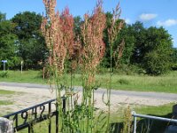 Rumex thyrsiflorus 2, Geoorde zuring, Saxifraga-Rutger Barendse