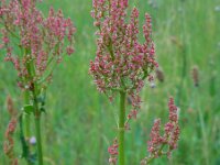 Rumex thyrsiflorus 22, Geoorde zuring, Saxifraga-Ed Stikvoort