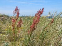 Rumex thyrsiflorus 23, Geoorde zuring, Saxifraga-Ed Stikvoort