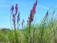 Rumex thyrsiflorus 26, Geoorde zuring, Saxifraga-Ed Stikvoort