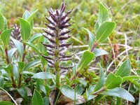 Salix myrsinites 2, Saxifraga-Hans Grotenhuis