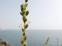 Salsola vermiculata 3, Saxifraga-Ed Stikvoort