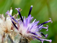 Saussurea alpina 5, Saxifraga-Sonja Bouwman  Alpine saw-wort - Saussurea alpina - Asteraceae familie; Alp Trider (Zw)
