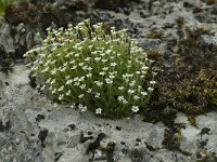 Saxifraga cebennensis 10, Saxifraga-Willem van Kruijsbergen
