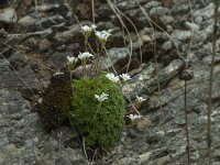 Saxifraga cebennensis 11, Saxifraga-Willem van Kruijsbergen