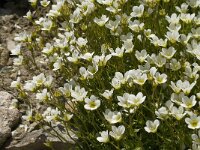 Saxifraga cebennensis 2, Saxifraga-Marijke Verhagen