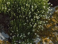 Saxifraga cebennensis 3, Saxifraga-Marijke Verhagen