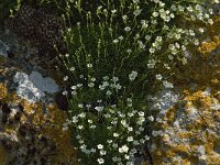 Saxifraga cebennensis 4, Saxifraga-Marijke Verhagen