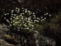 Saxifraga cebennensis 5, Saxifraga-Marijke Verhagen