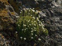 Saxifraga cebennensis 6, Saxifraga-Marijke Verhagen