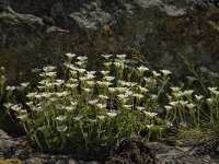 Saxifraga cebennensis 7, Saxifraga-Marijke Verhagen