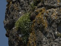 Saxifraga cebennensis 8, Saxifraga-Marijke Verhagen