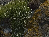 Saxifraga cebennensis 9, Saxifraga-Marijke Verhagen