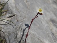 Saxifraga conifera 3, Saxifraga-Willem van Kruijsbergen