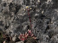 Saxifraga conifera 4, Saxifraga-Willem van Kruijsbergen