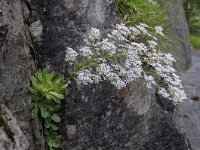 Saxifraga cotyledon 10, Saxifraga-Luuk Vermeer