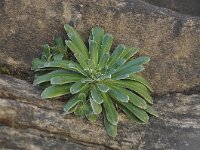 Saxifraga cotyledon 3, Saxifraga-Harry Jans