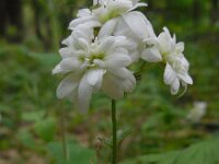 Saxifraga granulata Plena 10, Haarlems klokkenspel, Saxifraga-Ed Stikvoort