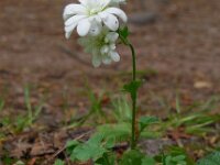 Saxifraga granulata Plena 11, Haarlems klokkenspel, Saxifraga-Ed Stikvoort