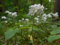 Saxifraga granulata Plena 4, Haarlems klokkenspel, Saxifraga-Ed Stikvoort