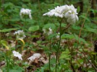 Saxifraga granulata Plena 7, Haarlems klokkenspel, Saxifraga-Ed Stikvoort