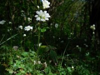 Saxifraga granulata Plena 8, Haarlems klokkenspel, Saxifraga-Ed Stikvoort