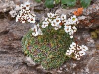 Saxifraga marginata 2, Saxifraga-Harry Jans  Saxifraga marginata
