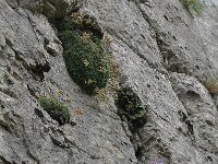 Saxifraga marginata 3, Saxifraga-Harry Jans