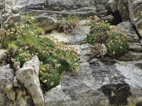 Saxifraga marginata 4, Saxifraga-Harry Jans