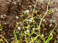Saxifraga spathularis 8, Saxifraga-Hans Grotenhuis