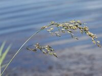 Schedonorus arundinacea 6, Rietzwenkgras, Saxifraga-Peter Meininger