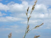 Schedonorus arundinaceus 11, Rietzwenkgras, Saxifraga-Ed Stikvoort