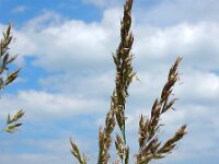 Schedonorus arundinaceus 12, Rietzwenkgras, Saxifraga-Ed Stikvoort