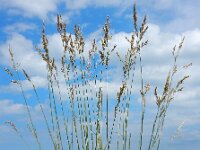 Schedonorus arundinaceus 14, Rietzwenkgras, Saxifraga-Ed Stikvoort