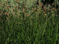 Schoenoplectus lacustris 5, Mattenbies, Saxifraga-Ed Stikvoort