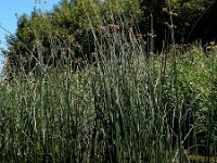 Schoenoplectus lacustris 8, Mattenbies, Saxifraga-Ed Stikvoort