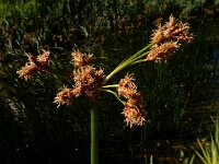 Schoenoplectus lacustris 9, Mattenbies, Saxifraga-Ed Stikvoort
