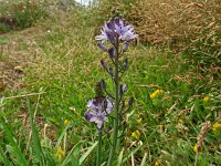 Scilla verna 10, Saxifraga-Hans Grotenhuis